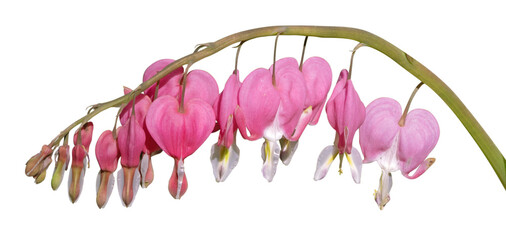 Dicentra spectabilis	