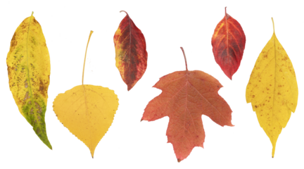 Feuilles mortes en automne de différents arbres	