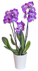 Orchidée phalaenopsis 3 tiges 