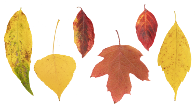 Feuilles mortes en automne de différents arbres	