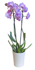 Orchidée phalaenopsis 2 tiges 