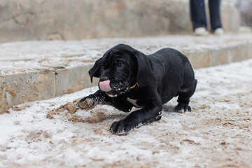 Italian cane Corso puppy
