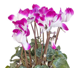  Cyclamen rose et blanc