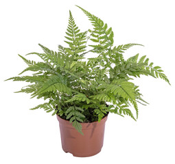 Fougère en pot	