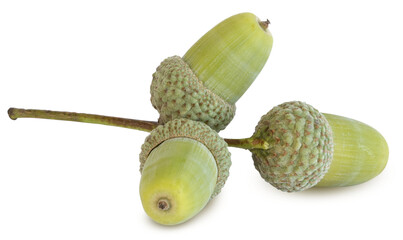 Glands de chêne