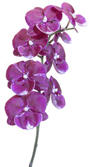 Fleurs d'orchidée phalaenopsis	