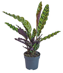 Calathea lancifolia	