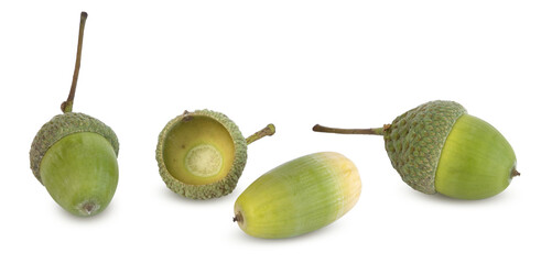 Glands de chêne