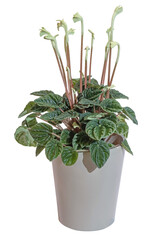 Peperomia caperata