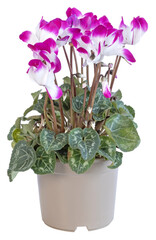 Cyclamen rose et blanc en pot