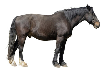 Cheval de trait noir
