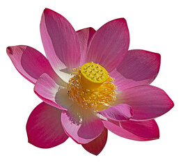 Fleur de lotus 