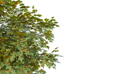Maple tree branches with green and yellow leaves, isolated on transparent background, PNG