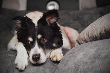 Calm white dog on a sofa