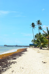 El Cortecito, Punta Cana, Dominican Republic- June 12, 2025: People walking along the coastline and sunbathing on one of the best beach in Caribbean area. Lots  of seaweed, specifically Sargassum.