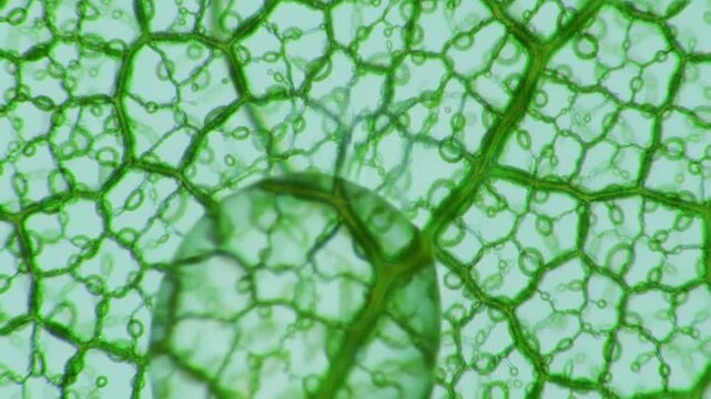 Leaf Structure Under The Microscope Revealing Cells and Veins