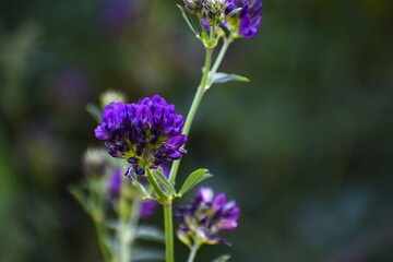 lavender flower in the garden
