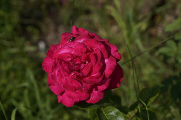 fly on the red valentine rose