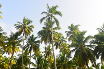 Obraz premium Tropical natural Mexican palm trees with coconuts and blue sky background at Tulum ruins archeological site in Tulum Mexico. 