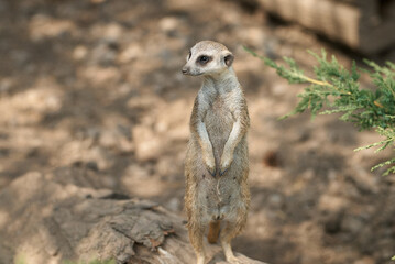 A solitary meerkat stands tall, alert and watchful in its natural habitat.