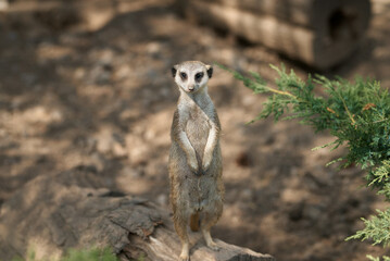This meerkat stands alert, presenting a watchful gaze in its natural environment.