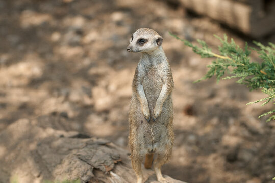 A solitary meerkat stands tall, alert and watchful in its natural habitat.