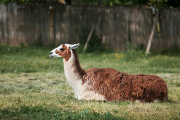 A relaxed llama rests on a bed of lush, green grass in a sunny outdoor setting.