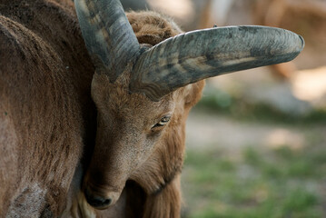 A close-up shot captures the eye and curved horns of a Barbary sheep