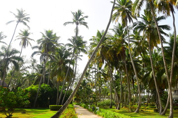 Obraz premium Tropical natural Mexican palm trees with coconuts and blue sky background at Tulum ruins archeological site in Tulum Mexico. 