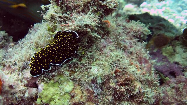 coral reef with flatworm underwater