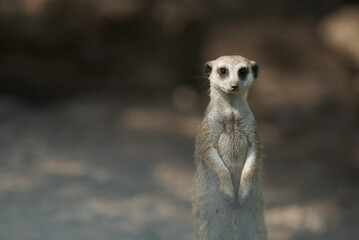 Fototapeta premium A meerkat stands tall, offering a direct, curious gaze at the viewer in a natural setting.