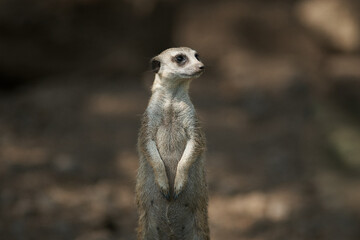 A meerkat stands tall, keenly observing its surroundings in a natural habitat.