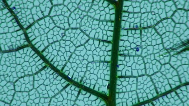 Revealing The Intricate Vein System Of Leaf Skeleton Under Microscope
