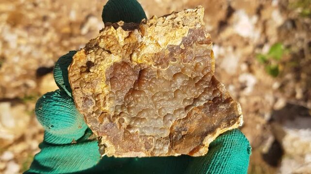 Kidney-shaped chalcedony in hand, examination of a found specimen, central Russia

