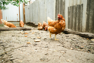 Chickens forage in a rural backyard during the afternoon sun with a rustic wooden fence in the background
