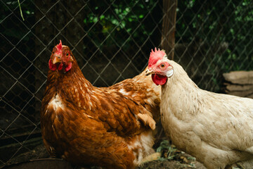 Chickens forage in a rural backyard during the afternoon sun with a rustic wooden fence in the background