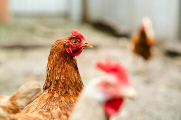 Chickens forage in a rural backyard during the afternoon sun with a rustic wooden fence in the background