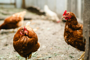 Chickens forage in a rural backyard during the afternoon sun with a rustic wooden fence in the background