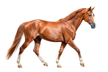 Naklejka premium Chestnut Horse Walking Side View Full Body A I Generated Stud Rich Brown Coat White Markings Long Mane Tail isolated on a transparent background