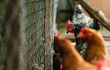 Chickens forage in a rural backyard during the afternoon sun with a rustic wooden fence in the background