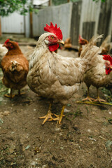 Chickens forage in a rural backyard during the afternoon sun with a rustic wooden fence in the background