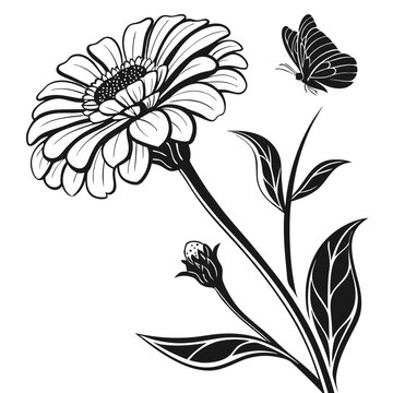 Black zinnia flower blossoms elegantly with a butterfly outlined against the white backdrop