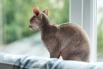 A Sphynx cat gracefully sits by a window, displaying its hairless body in soft light.