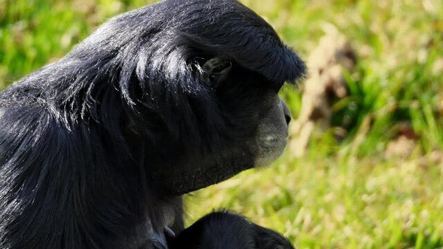 Extreme close-up of a siamang ape sitting quietly in a zoo enclosure, appearing to be daydreaming. Shot in 4K handheld. Fully released for commercial use.
