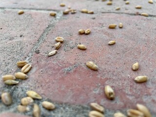 Wheat grain seeds, shells on the sand, shells on the beach