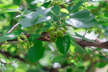 Unripe green berry of wild mulberry close-up. Lush leaves on tyutina tree in sunlight in spring. Fruit organic of morus is genus of plants in the family moraceae. Branch of raw mulberry and foliage.