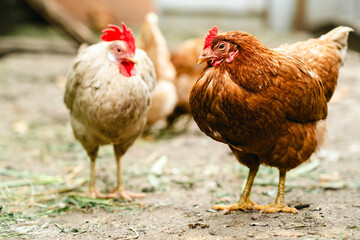 Chickens forage in a rural backyard during the afternoon sun with a rustic wooden fence in the background