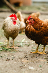 Chickens forage in a rural backyard during the afternoon sun with a rustic wooden fence in the background