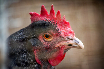 portrait of a rooster