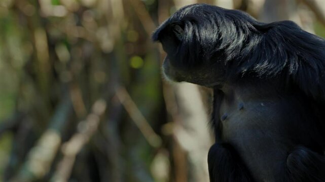 4K extreme close-up of an endangered siamang gibbon scratching and shaking its head, showing clear facial features. Fully released for commercial use